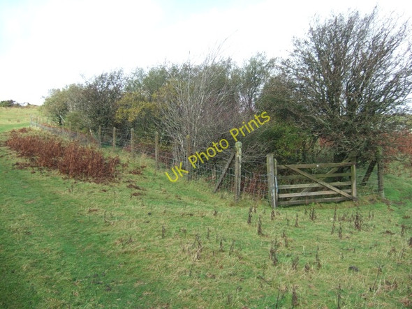 Photo 6"x4" Copse near Prewley Forda\/SX5390 c2010