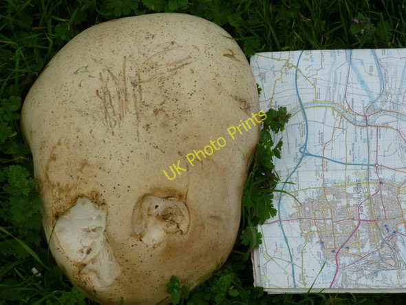 Photo 6"x4" Is this a record breaking mushroom? Messingham c2010