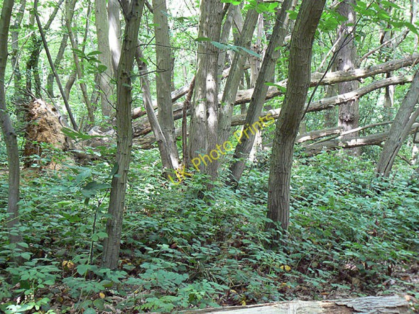 Photo 6"x4" Non-intervention Area in Pound Wood Rayleigh c2010