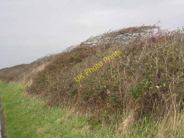 Photo 6"x4" Windblown hawthorn on Biggar Dyke Biggar\/SD1966 c2010