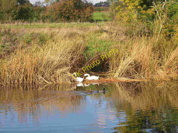 Photo 6"x4" Nesting swans on the River Avon Luddington\/SP1652 c2010