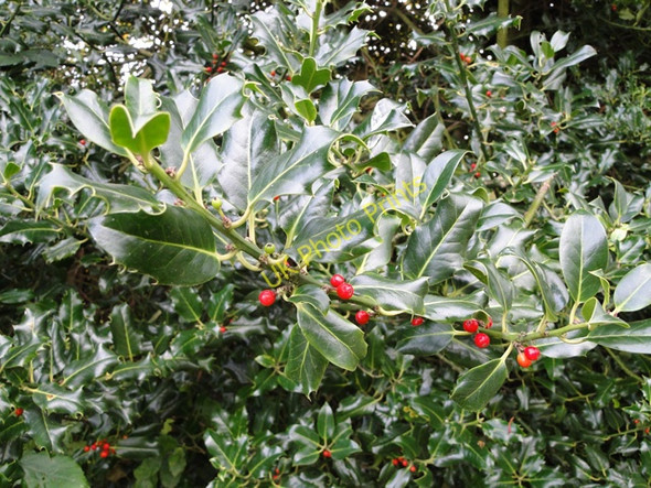 Photo 6"x4" Holly in the hedge at Covehithe Covehithe c2010