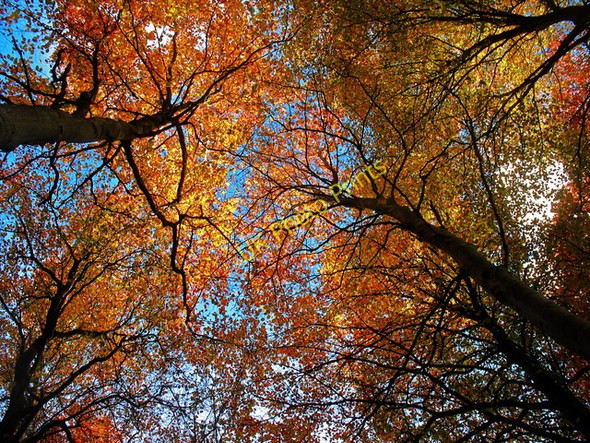 Photo 6"x4" Autumn leaves in Bambricks Wood Cleish c2010