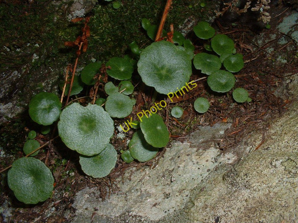 Photo 6"x4" Cave floor succulent plant near Grogport Grogport c2010