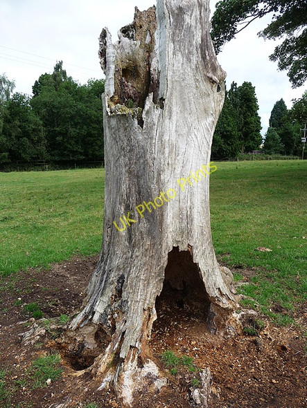 Photo 6"x4" Dead tree near Petton Burlton c2010