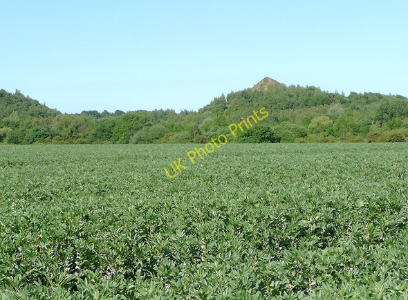 Photo 6"x4" Bean field near Hartshill, Warwickshire Hartshill Green c2010