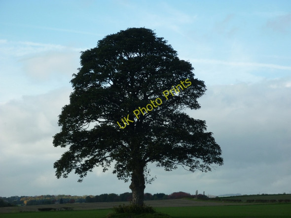 Photo 6"x4" A lonely tree in the middle of a big field Cawkeld c2010