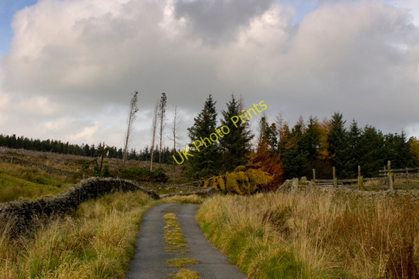 Photo 6"x4" Langber Lane approaching Wild Share plantation Long Preston c2010