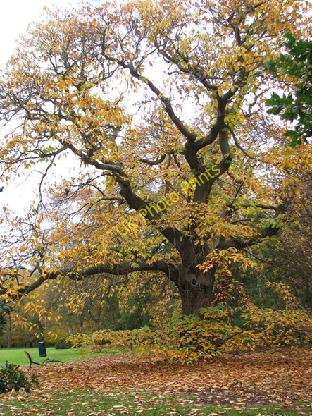 Photo 6"x4" Autumnal tree on Dunston Common Dunston\/TG2202 c2010