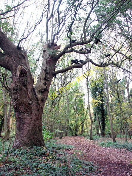 Photo 6"x4" On the South Norfolk Cache Trail, Dunston Common Dunston\/TG2202 c2010