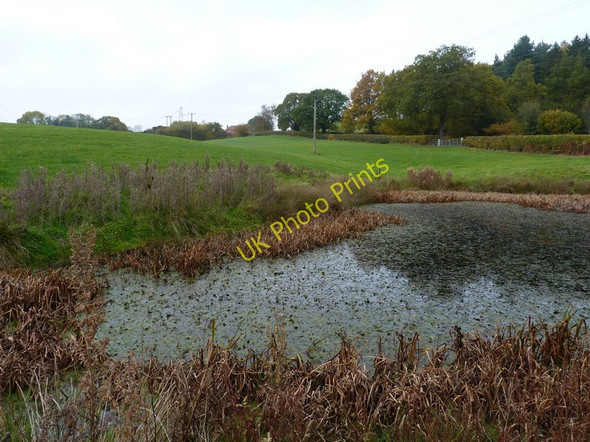 Photo 6"x4" A small pool in Monty's Field Upper Longwood c2010