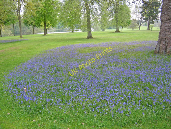 Photo 6"x4" Bluebells in the Bowood Arboretum Calne c2010