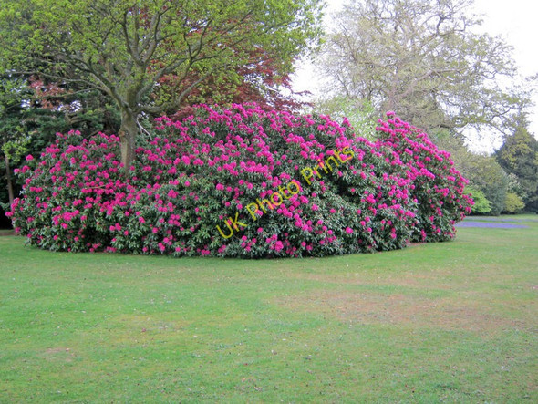 Photo 6"x4" Rhododendron in the arboretum Calne c2010