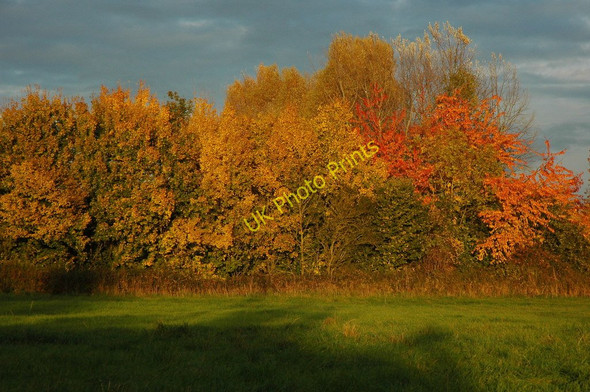 Photo 6"x4" Autumn colours Baughton c2010
