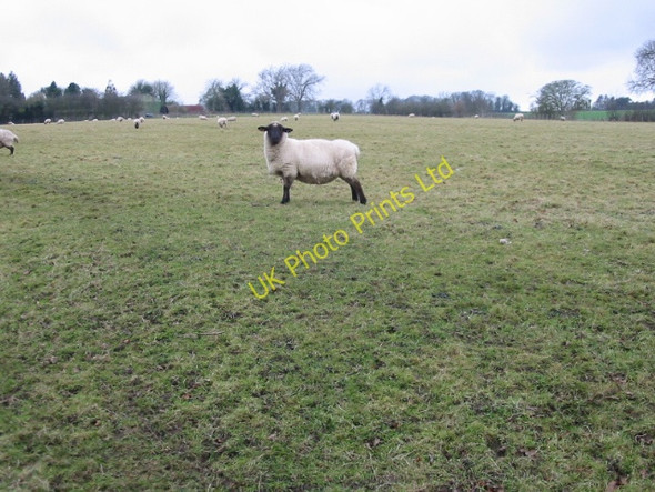 Photo 6"x4" Field of sheep at Womenswold Womenswold c2007