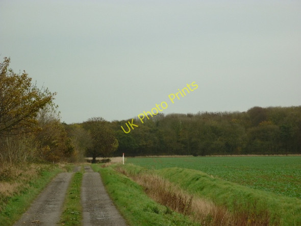 Photo 6"x4" A track leading to Weldon's Plantation Patrington c2010