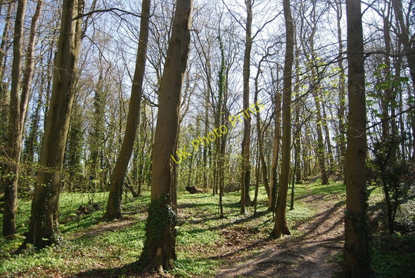 Photo 6"x4" Woodland west of Folkington Folkington c2010
