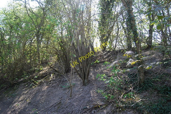 Photo 6"x4" Coppiced tree by The Wealdway Folkington c2010
