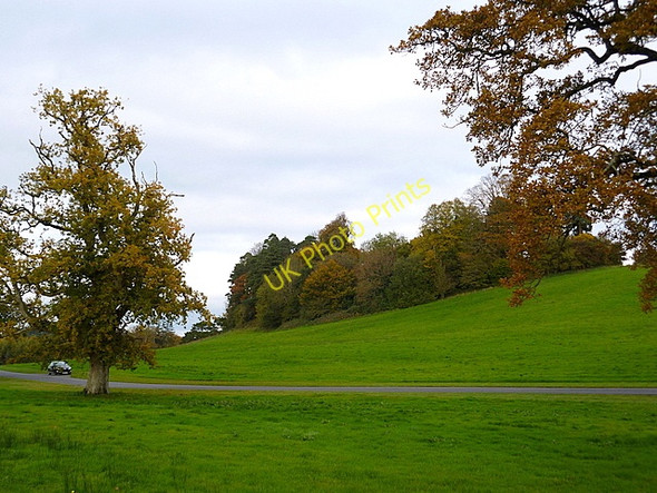 Photo 6"x4" Trees along the new access road to the Farnham estate Cavan c2010