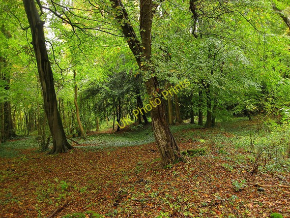 Photo 6"x4" Park Pale, Slindon Wood Slindon\/SU9608 c2010