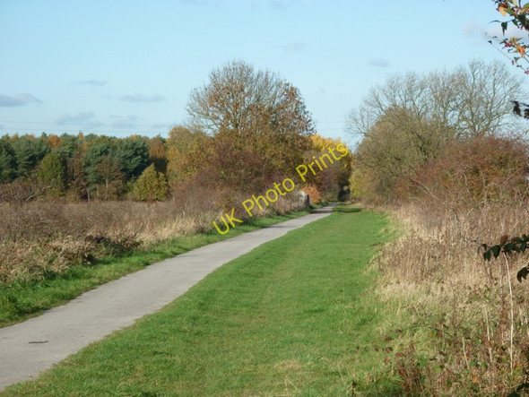 Photo 6"x4" The cycleway heads towards Moreby wood Escrick c2010