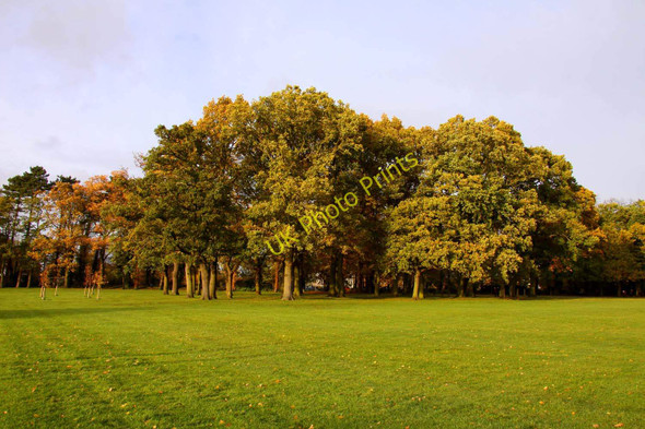 Photo 6"x4" Trees in South Park Oxford\/SP5106 c2010