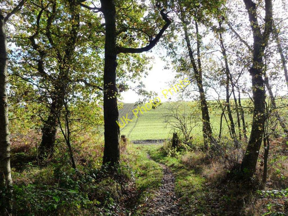 Photo 6"x4" Dogloitch Wood Beggarington Hill\/SE2724 c2010