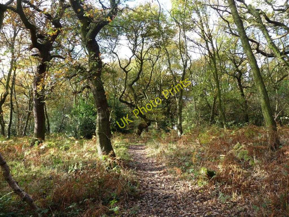 Photo 6"x4" Path through Dogloitch Wood Beggarington Hill\/SE2724 c2010
