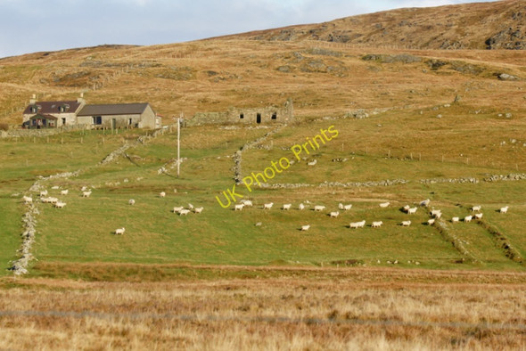 Photo 6"x4" Sheep at Houllnan, Westing Westing\/HP5705 c2010
