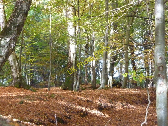 Photo 6"x4" Woods near Hill of Fearn Fearn c2010
