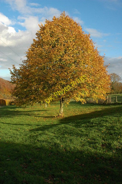 Photo 6"x4" Tree at Lower Lutheridge Farm Nailsworth c2010
