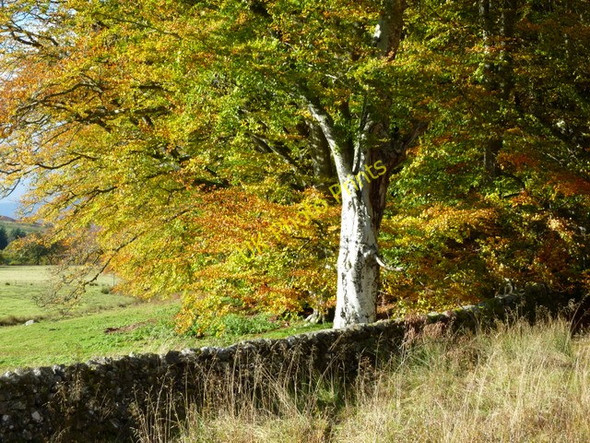 Photo 6"x4" Autumn colour by Gruinards Wester Gruinards c2010