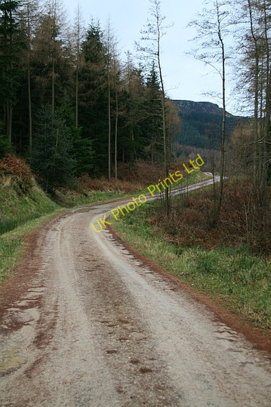 Photo 6"x4" Forest Track Through Greenhow Plantation (3) Urra c2007