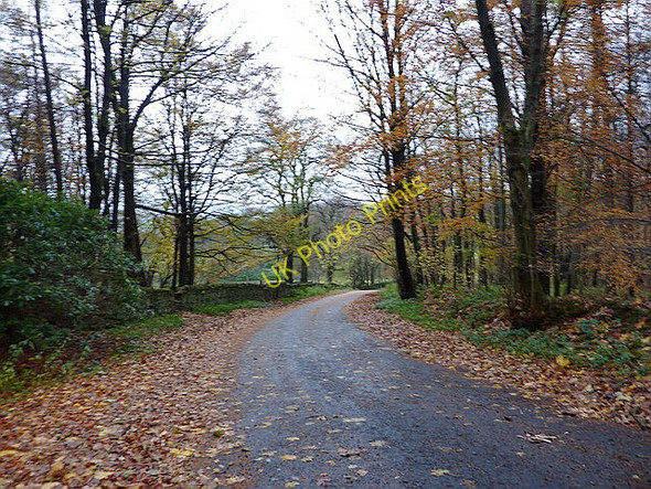Photo 6"x4" Road through Little Slush Wood Newton\/SD6950 c2010