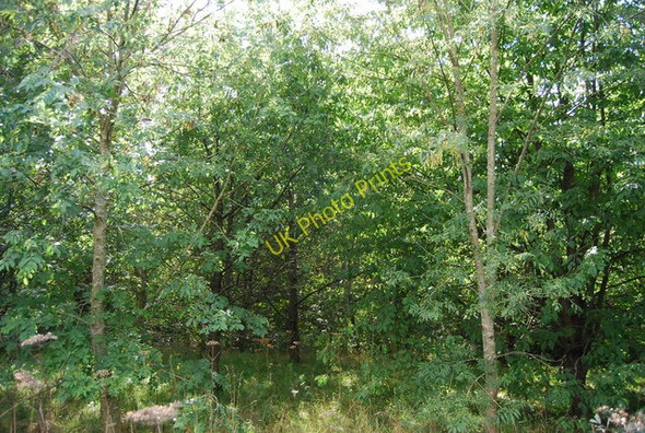 Photo 6"x4" Heusenstamm Wood, Haysden Country Park Barden Park c2010 P1