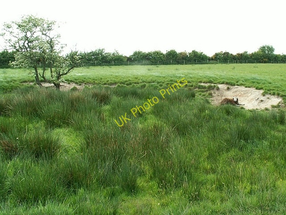 Photo 6"x4" Sheepy hollow Anthorn c2008