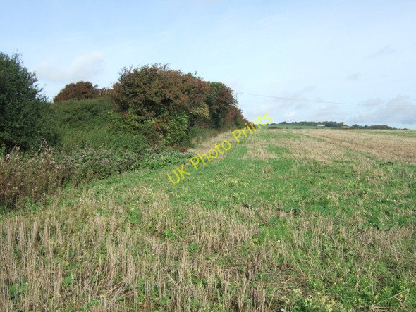 Photo 6"x4" A dense hedge bounding fields near Niton Niton c2010
