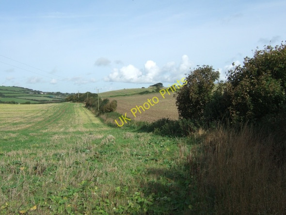 Photo 6"x4" Hedge between fields, near Niton Kingates c2010