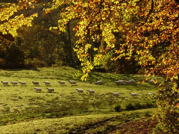 Photo 6"x4" Autumn sheep parade! Wester Gruinards c2010