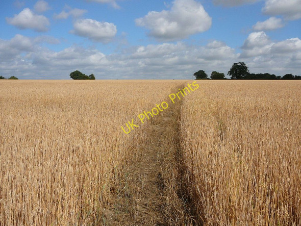 Photo 6"x4" The Angles Way crosses a field of wheat west of the church at Wortham Magpie Green c2010