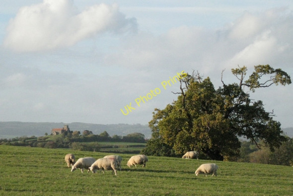 Photo 6"x4" Sheep and a view of St Arilda's Church Kington\/ST6290 c2010