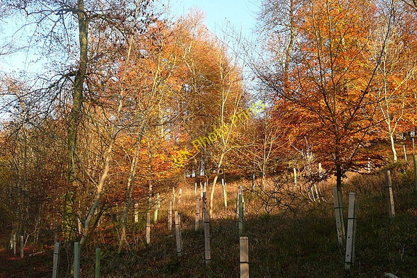 Photo 6"x4" Autumn colour at Wellground Ibstone c2010