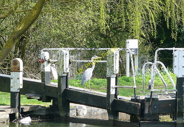Photo 6"x4" Approaching Northchurch lock 51 Berkhamsted c2010