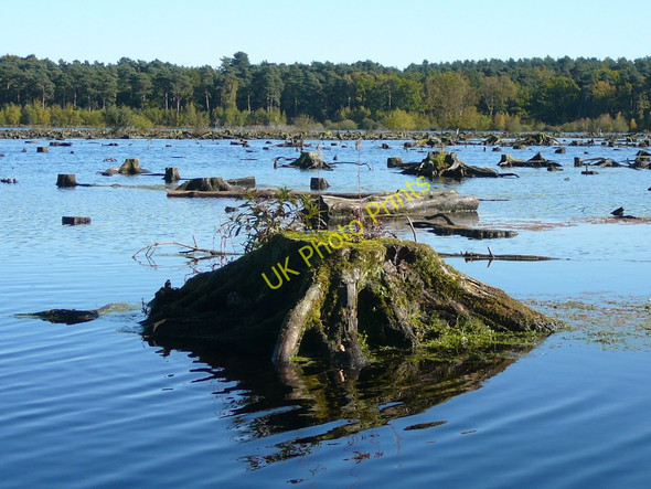 Photo 6"x4" Blakemere Moss, Delamere Forest Hatchmere c2010