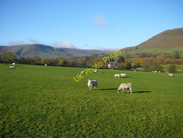 Photo 6"x4" Sheep grazing in field at Edale Edale c2010