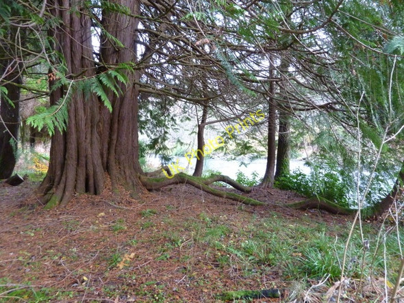 Photo 6"x4" Cypress tree(s) at Ardross Cnoc Ruadh c2010