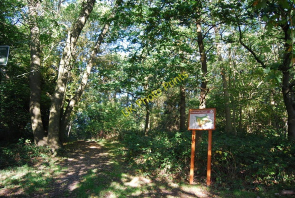 Photo 6"x4" Littleheath Wood Selsdon c2010