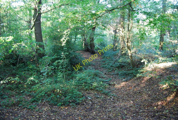 Photo 6"x4" Littleheath Wood Selsdon c2010 P1