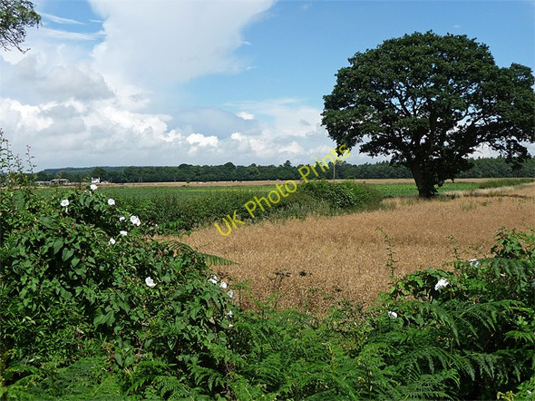 Photo 6"x4" Farmland near Shifnal Hatton Grange c2010