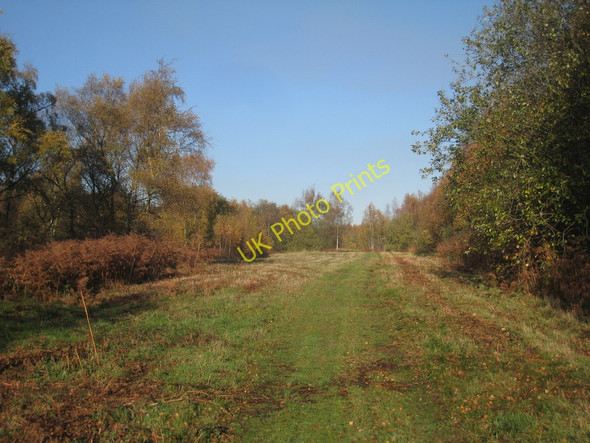 Photo 6"x4" Footpath through the birchwood (2) Santon\/SE9212 c2010